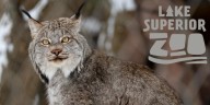 Lake Superior Zoo welcomes two new big cats