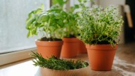 What Is The Best Parsley Variety In A Kitchen Garden?