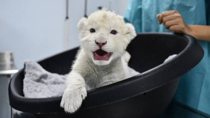 Este es el origen de los dos leones blancos que nacieron en Venezuela