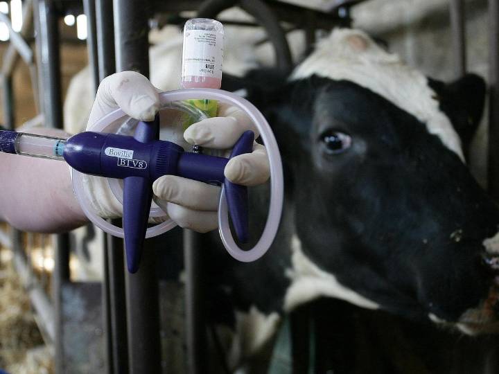 Royal Ulster Winter Fair cattle classes cancelled over bluetongue disease