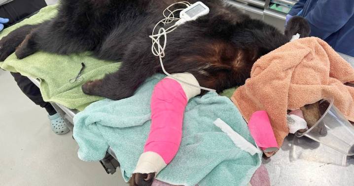 Bear hit by vehicle: Ont. man helps save bruin