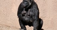L.A. Zoo welcomes fifth baby great ape of the year