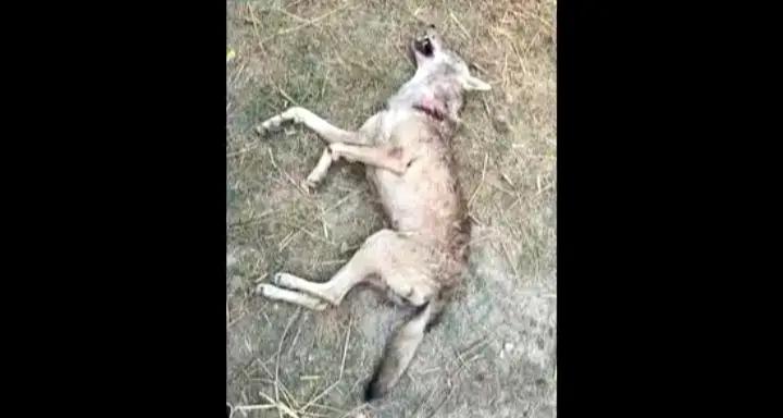 One More Child Falls Victim To Wolf Attack In UP’s Bahraich; 10th In Three Months