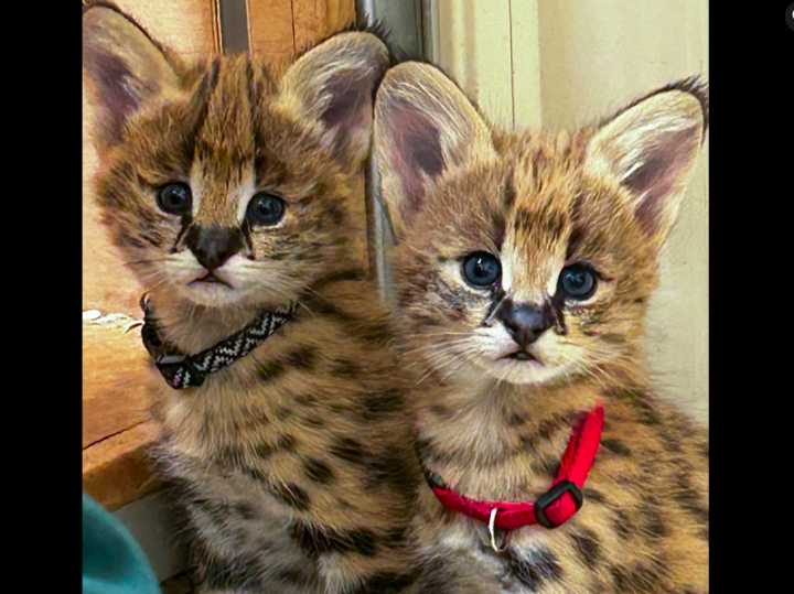Nashville Zoo Introduces Twin Serval Kittens