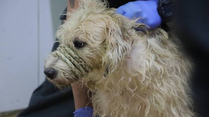 Desnutridos y llenos de parásitos: así encontraron a los 46 animales rescatados en San Antonio de Prado