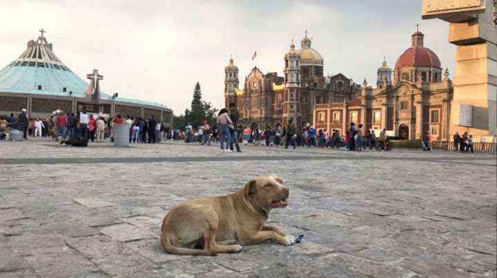 Inicia el Operativo Perrito Peregrino 2025 para proteger a p...