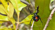 If You Live In These States, You're Most Likely To Find Black Widow Spiders