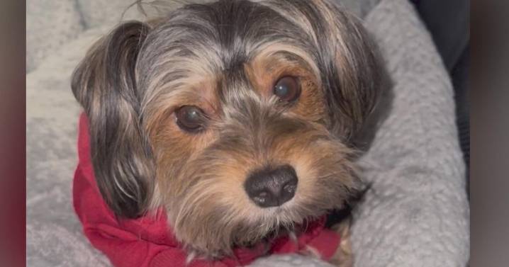 Philadelphia family pleads for dog to be returned after it was stolen from Strawberry Mansion home