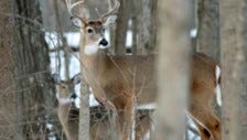 Where did Ohio hunters bag the most deer on opening day of gun season?