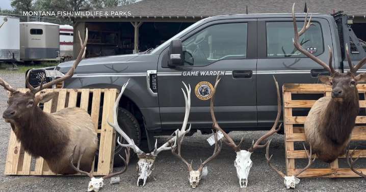 Montana continues to see high number of poaching cases