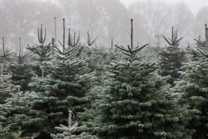 Texas Christmas tree market grows with increased demand, farm acreage