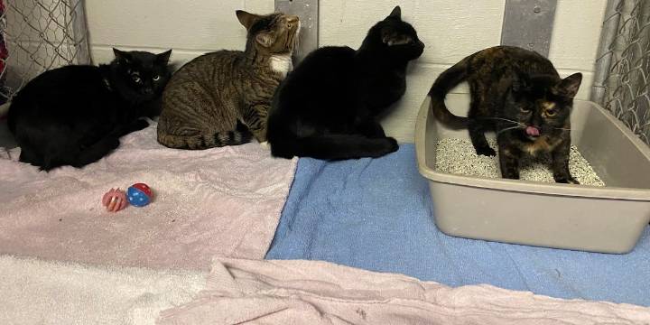 Abandoned cats found in filthy carrier, Enfield police say