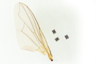 Scientists Reveal Robot Small Enough to Travel Through Human Body