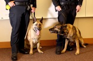 3 new K-9 teams join Northland law enforcement ranks