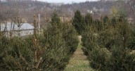 Bushtail launches Christmas Tree Farm, prepares to celebrate 20th anniversary