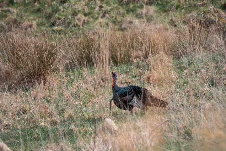 West Virginia DNR releases fall turkey harvest figures