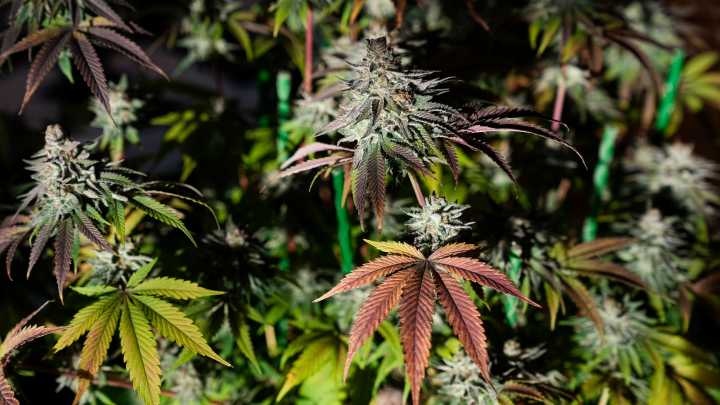 Ohio bill to restrict most hemp sales heads to Gov. Mike DeWine