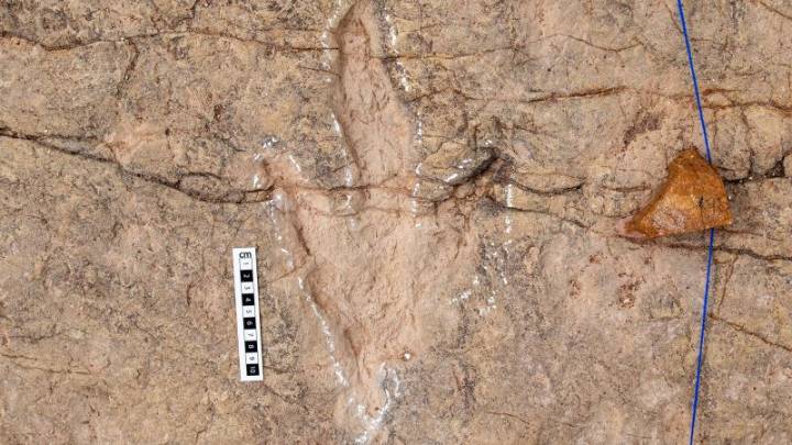 Scientists document over 16,000 footprints in the world’s most extensive dinosaur tracksite