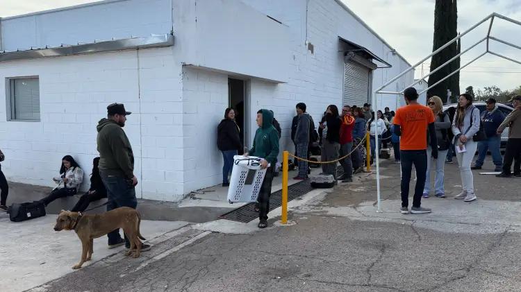 Realizan jornada masiva de esterilización gratuita para 200 mascotas en Nogales