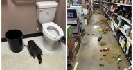 Drunk Raccoon Found Passed Out in Liquor Store Bathroom After Raiding Shelves