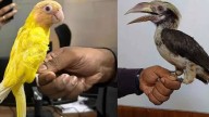 11 birds in couple's baggage from Thailand; endangered species smuggled