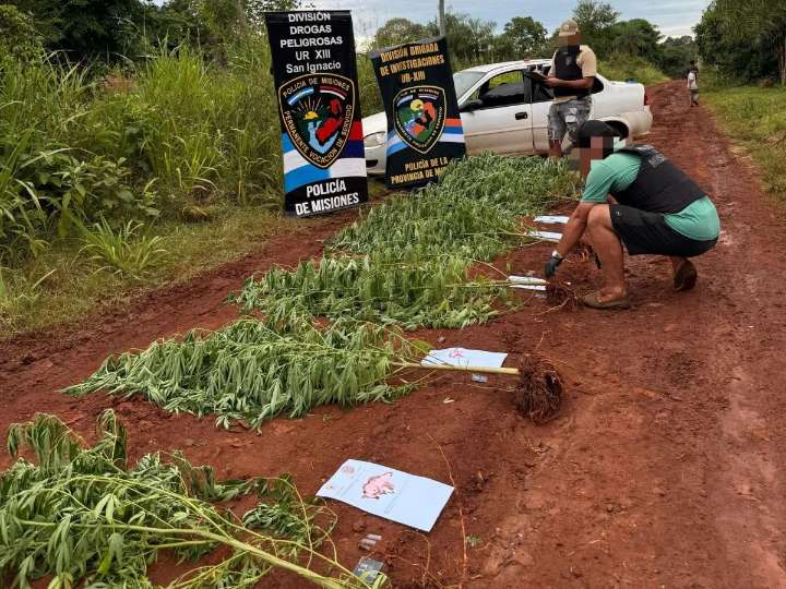 La Policía incautó 15 plantas de marihuana disimuladas entre pinos en San Ignacio