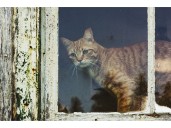 Dear Abby: She said she would look after my cat ... she didn't