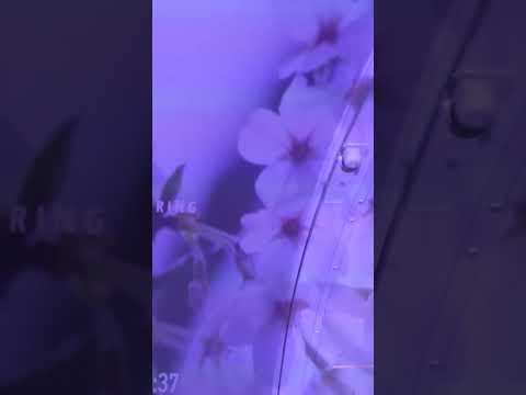 You can soon pay $383k for this 'human washing machine' to cleanse your soul #shorts