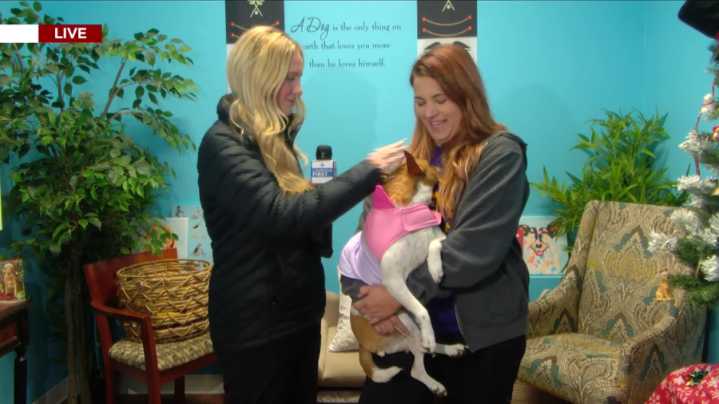 Found a sick or stray animal? Here’s what to do before you reach a shelter