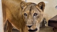 Leona Mata a un Joven que "Invadió" un Zoológico en Brasil