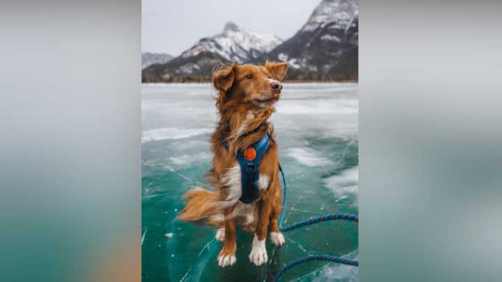Couple’s proposal becomes bittersweet farewell to beloved rescue dog