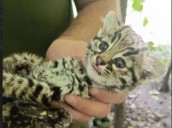 Corrientes: un pequeño gato montés apareció en el patio de una vivienda y fue rescatado