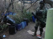 Defensa asegura precursores en Michoacán valuados en 2.5 mmdp