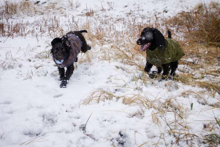Don’t forget pets when preparing for winter’s cold. Here’s what experts recommend