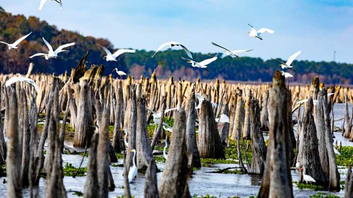 Rodman drawdown reunites rivers, for now