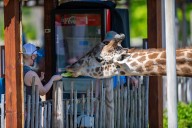N.J. zoo is letting visitors go behind the scenes at its giraffe barn this winter