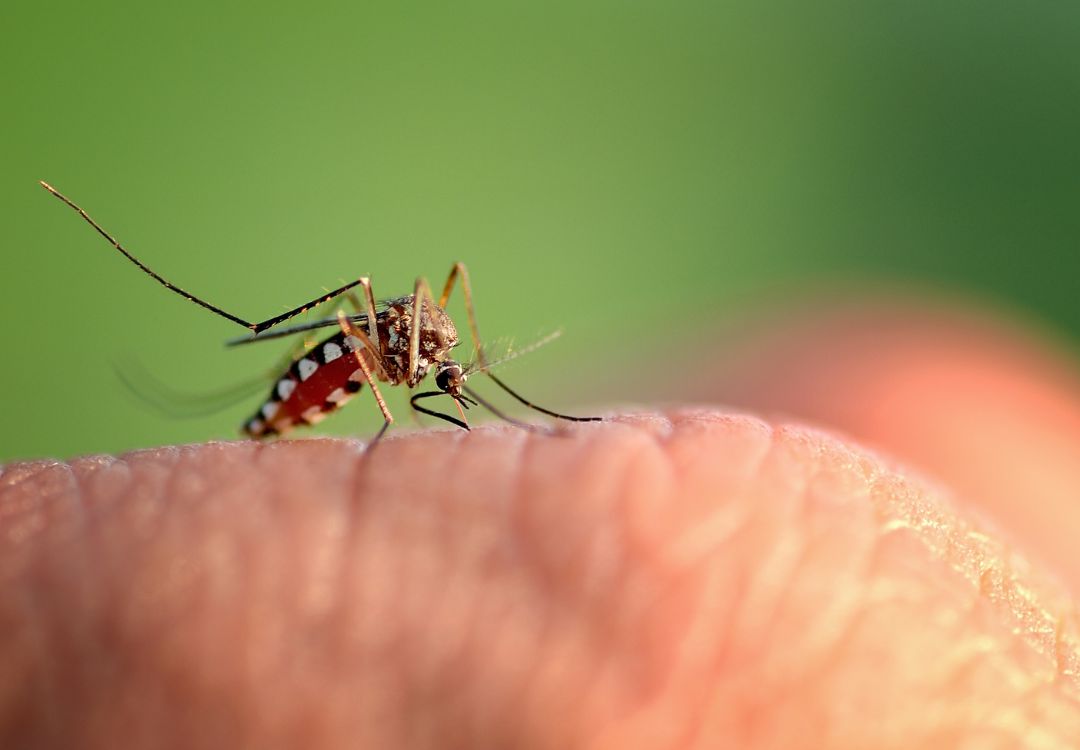 OMS advierte riesgo de brote mundial de malaria