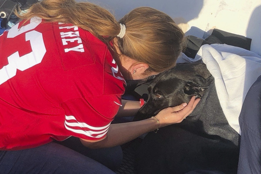 Lifeguards rescue dog swept out to sea by rip current off San Diego coast