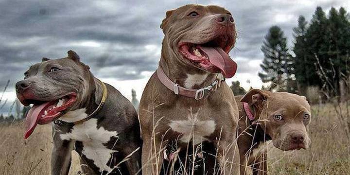 Pitbulls matan a un abuelo y su nieta