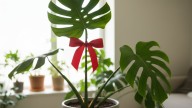 No es para decorar: por qué recomiendan poner una cinta roja en la monstera