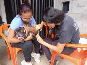 Garantizan bienestar animal de 75 mascotas con atención veterinaria en Serviguaicaipuro