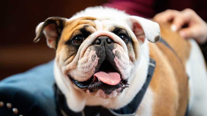 Meet Drake University's next live bulldog mascot