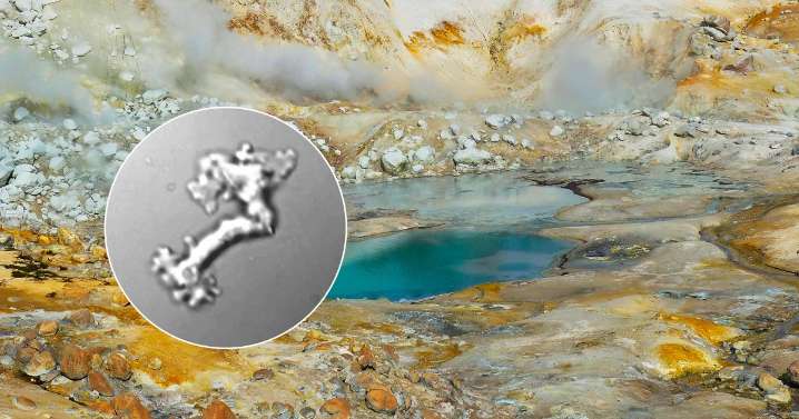 Scientists Impressed by “Fire Amoeba” That Can Survive Incredible Temperatures