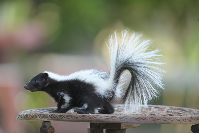 Death by rabid kidney: A very American transplant story