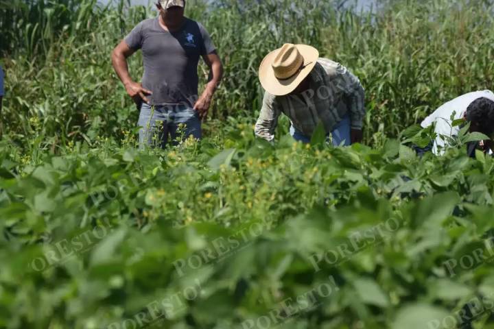 CNA respalda apertura de Claudia Sheinbaum en la nueva Ley de Aguas: piden certeza jurídica y protección al campo mexicano