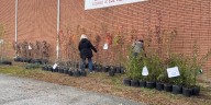 Batesburg-Leesville residents receive hundreds of free trees after Hurricane Helene destroyed many