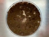 Hongo oscuro de Chernóbil podría ‘comer’ radiación y proteger a astronautas en el espacio