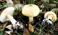 Beware the death cap: East Bay parks officials warn about toxic mushrooms