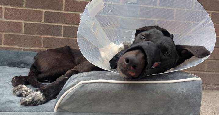 Scared Edinburgh dog arrived at rescue home 'starving and wounded'