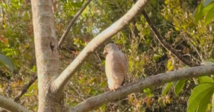 Pólvora amenaza la riqueza aviaria del Quindío: campaña busca frenar daños en plena temporada decembrina